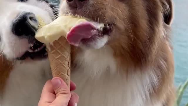 Two puppies rase as they eat Icecream💯👍