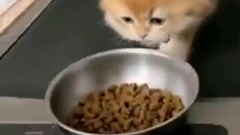 Funny animals video