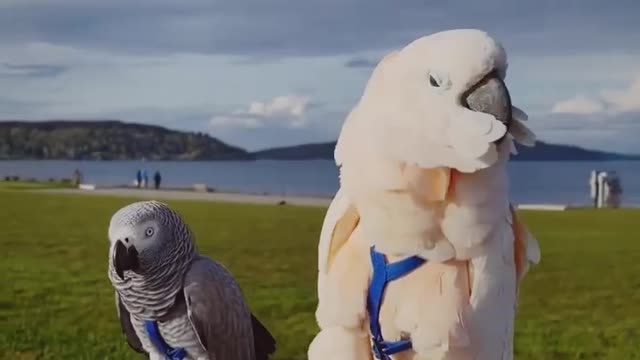 SMART BIRDS DO RAP ON MUSIC SO FUNNY FUNNY MOMENTS