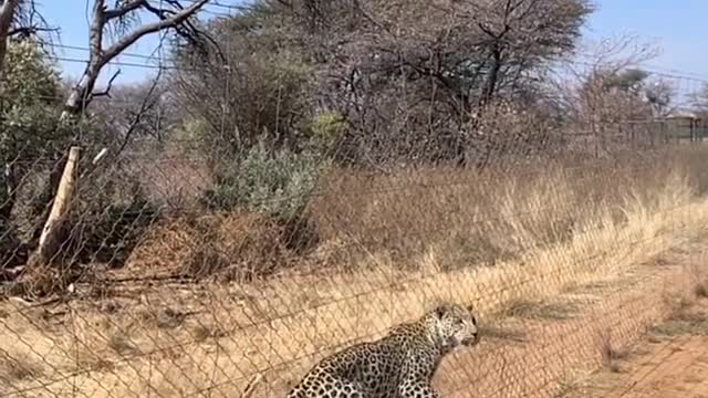 Leopard attack on dear