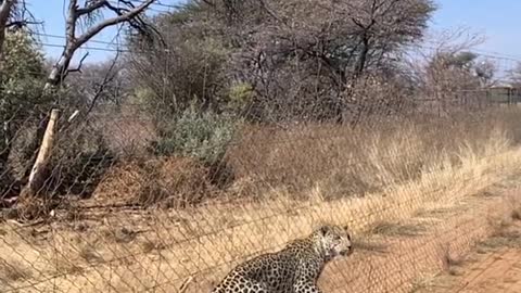 Leopard attack on dear