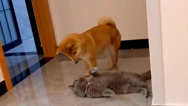 Cat & Dog Cute fighting / nagging dog 🤣/ sitting on cats face😂😂