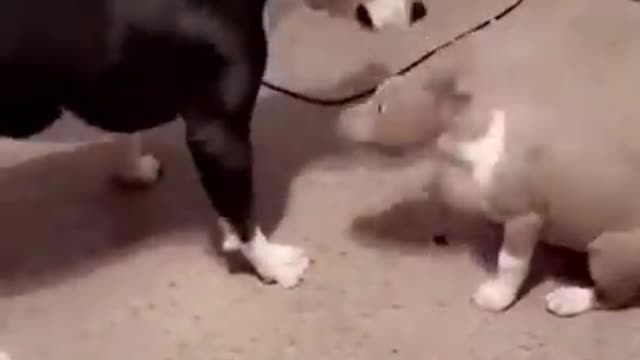 ments Viral Clips #shorts Videoš¹_ #trending #funny #animals #reels