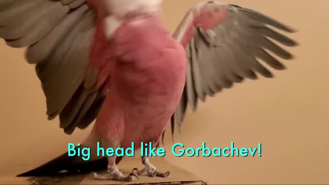 COCKATOO RANTS FOR 3 MINUTES STRAIGHT_ SAYS HE_S P