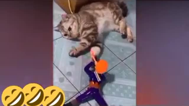 Beautiful and funny cats