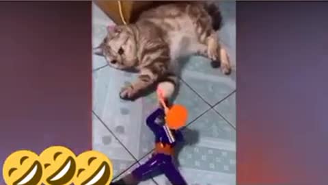 Beautiful and funny cats