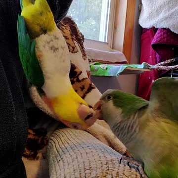 Parrot battles his friend while hanging upside down