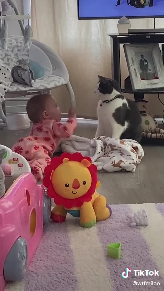 Cat and baby video