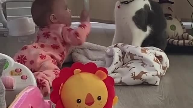 Cat and baby video