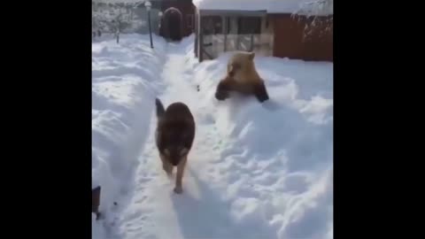Bear playing. Chasing a dog