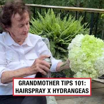 Grandmother tips 101: Hairspray x Hydrangeas