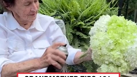 Grandmother tips 101: Hairspray x Hydrangeas