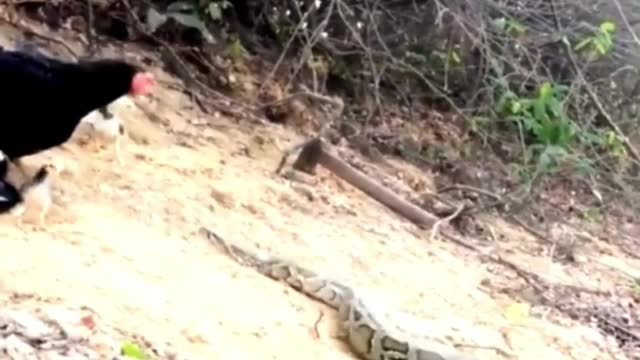 Mother chicken is caught by python trying to protect baby