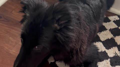 Ginger Causes Dog's Mixed Feelings