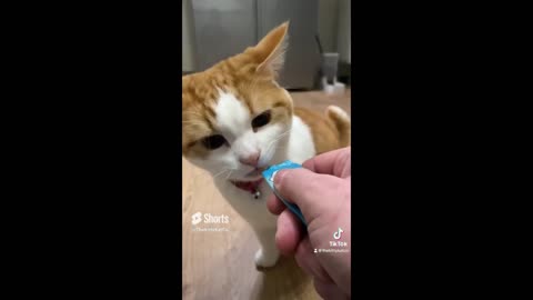 PLAYING WITH PET