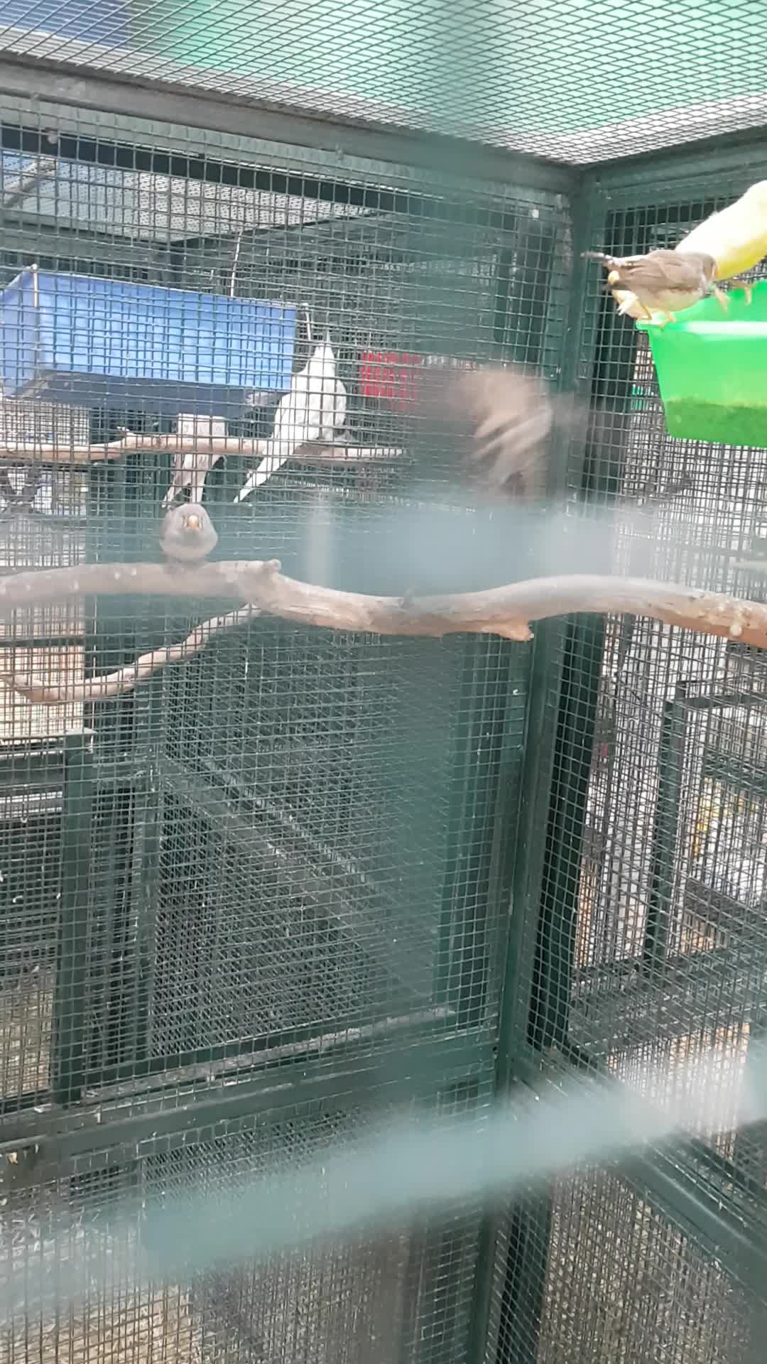Australian birds