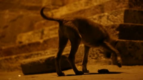 Dog curiously approaching a dead mouse at a street in night time