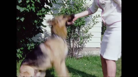 Dog training video