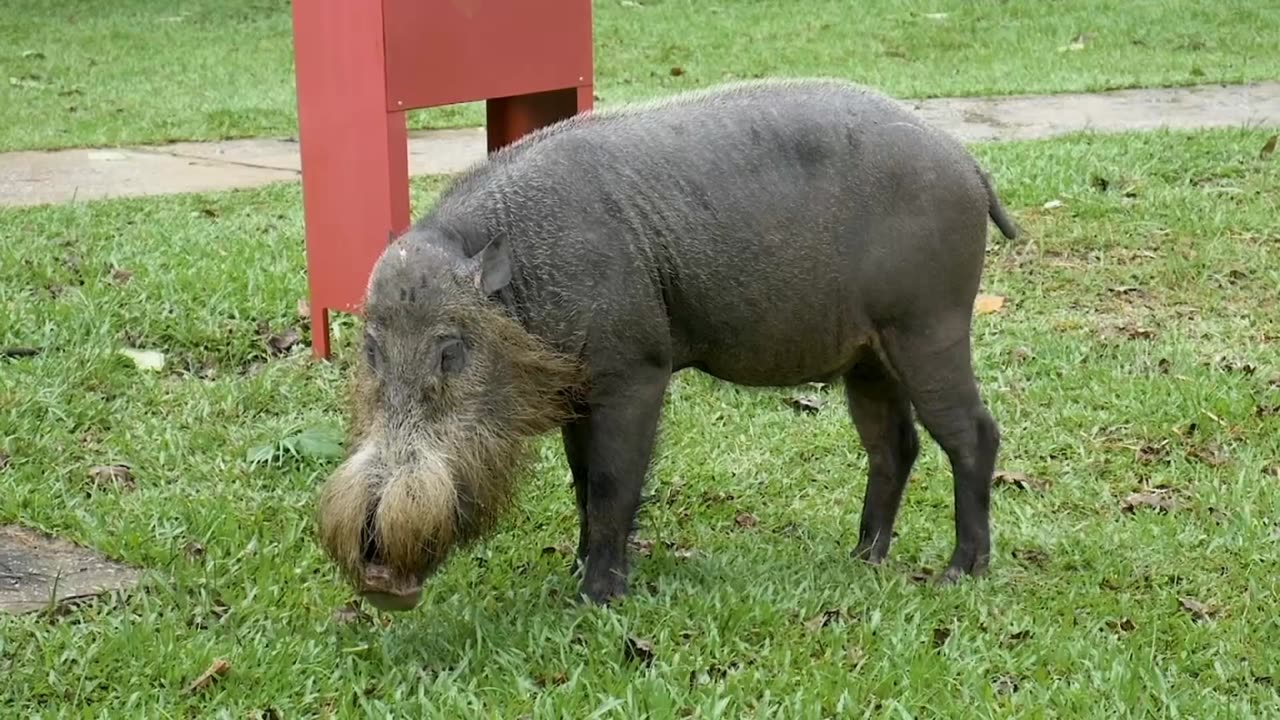 wild boar feeding on grass