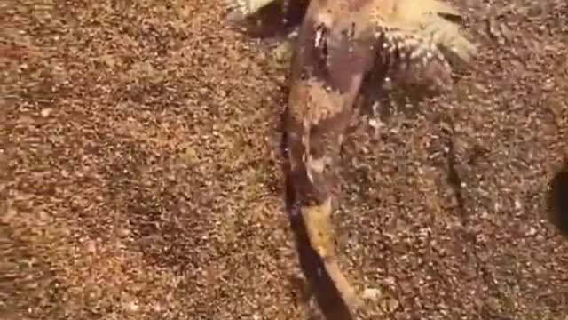 Amazing fish video