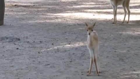 Baby Llama learning to walk