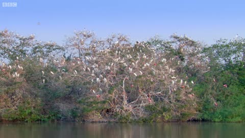 Caiman Snatches And Kills Stork | Planet Earth | BBC Earth