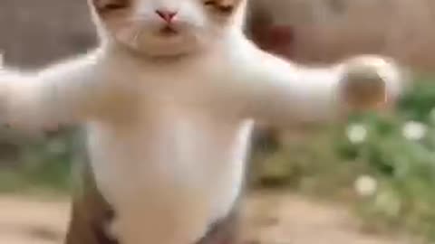 Cat Dance