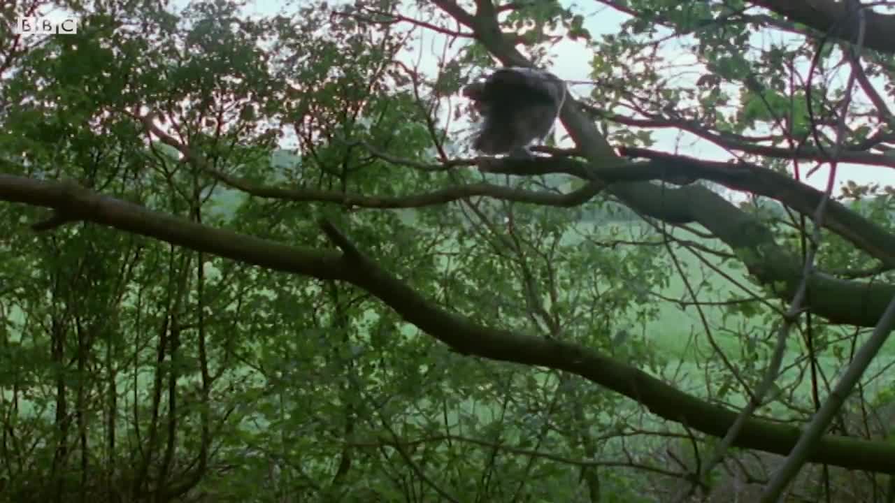 Tawny Owl Chick's First Leap | Five Owl Farm | BBC Earth