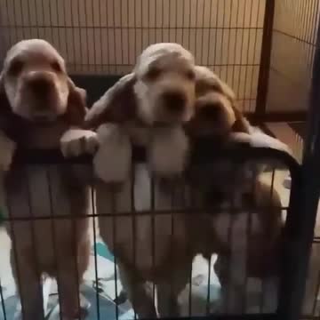 Happy weekend with these little ones!