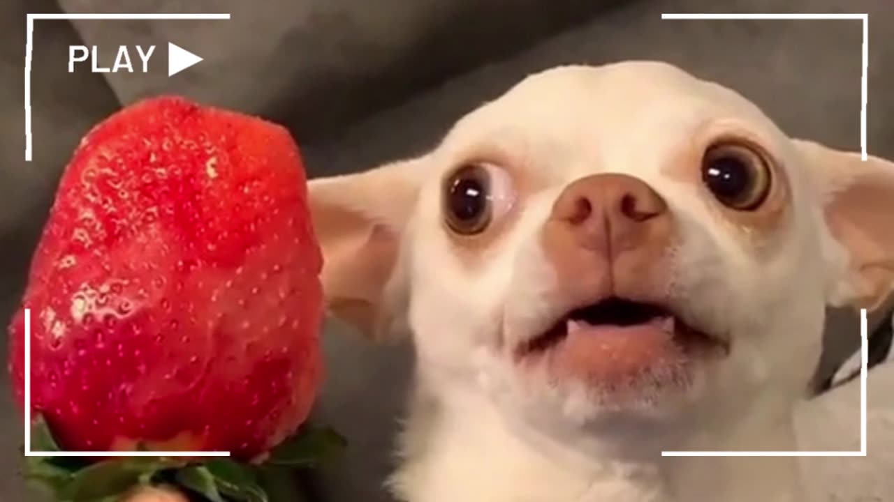 CUTE GLIB DOG!!! :)