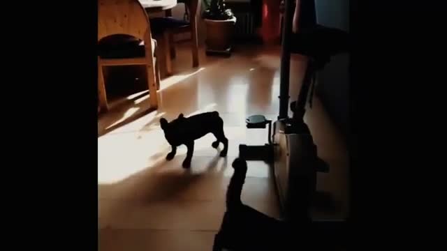 Funny Videos Compilation