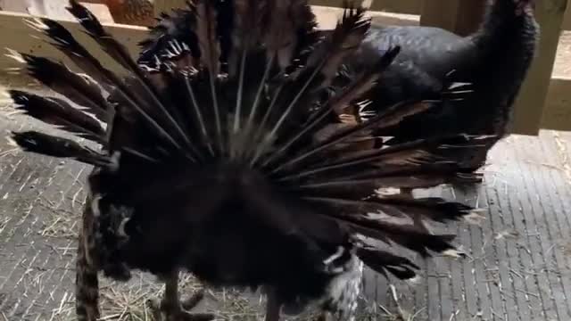 A SOAKING WET TURKEY!