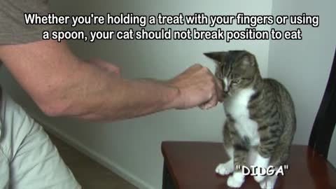 how to training of your cute cat..