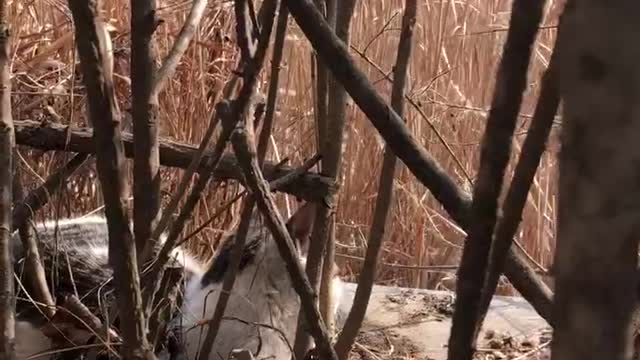 The cat's hair flutters in the wind