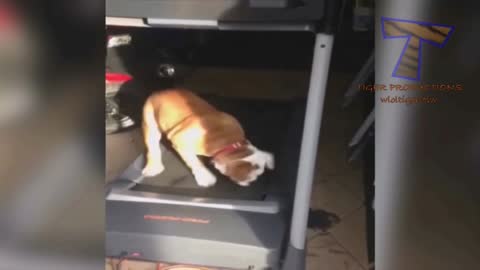 Dog runs in a treadmill