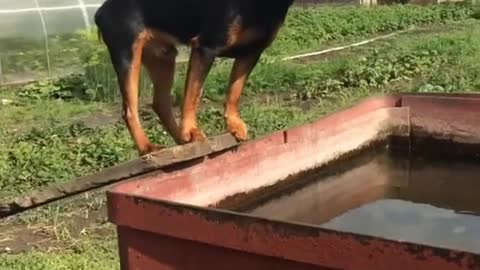 incredibly brave puppy jumping in the pool!!