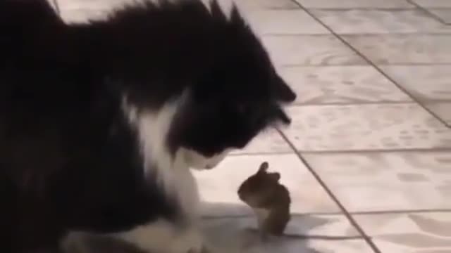 Real Tom and Jerry