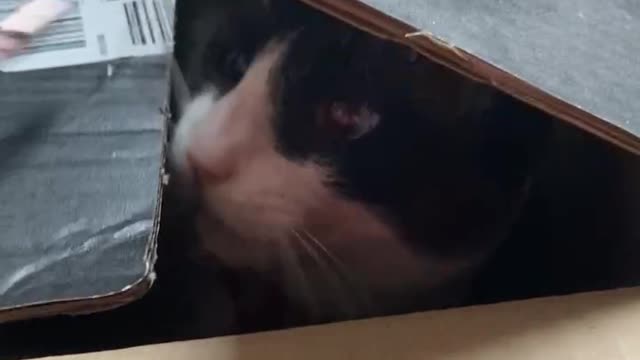 Funny cat attacks from box