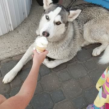 Ice Cream Cone For Husky's 1st Birthday