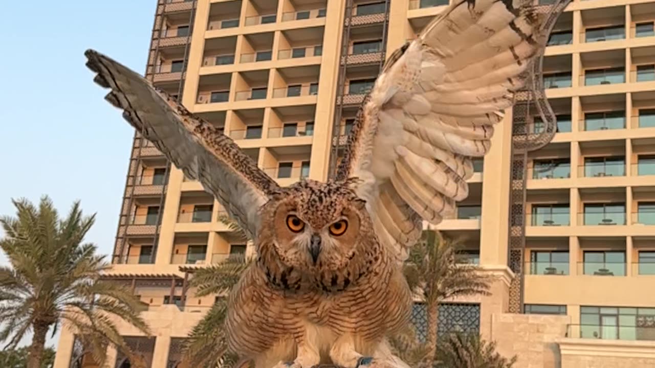 UAE falconry