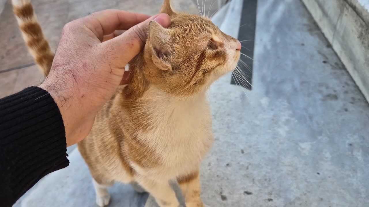 Orange Daddy cat brutally beats his own kitten