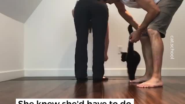 Train your cat to do cool stuff at cat school!