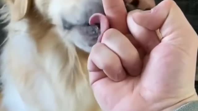 cutest dogs reacting on the middle finger