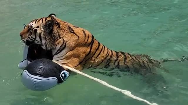 Don't let him fool you, Zion loves getting to play in the pool!