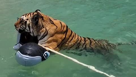 Don't let him fool you, Zion loves getting to play in the pool!