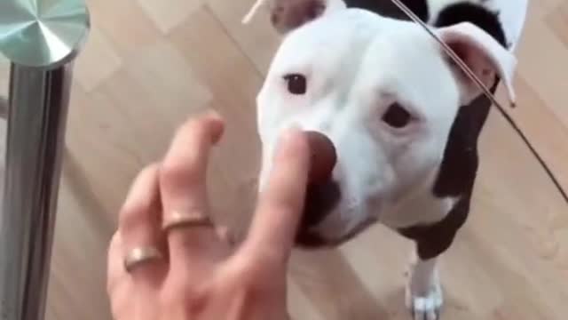 dog is tricked with cookie