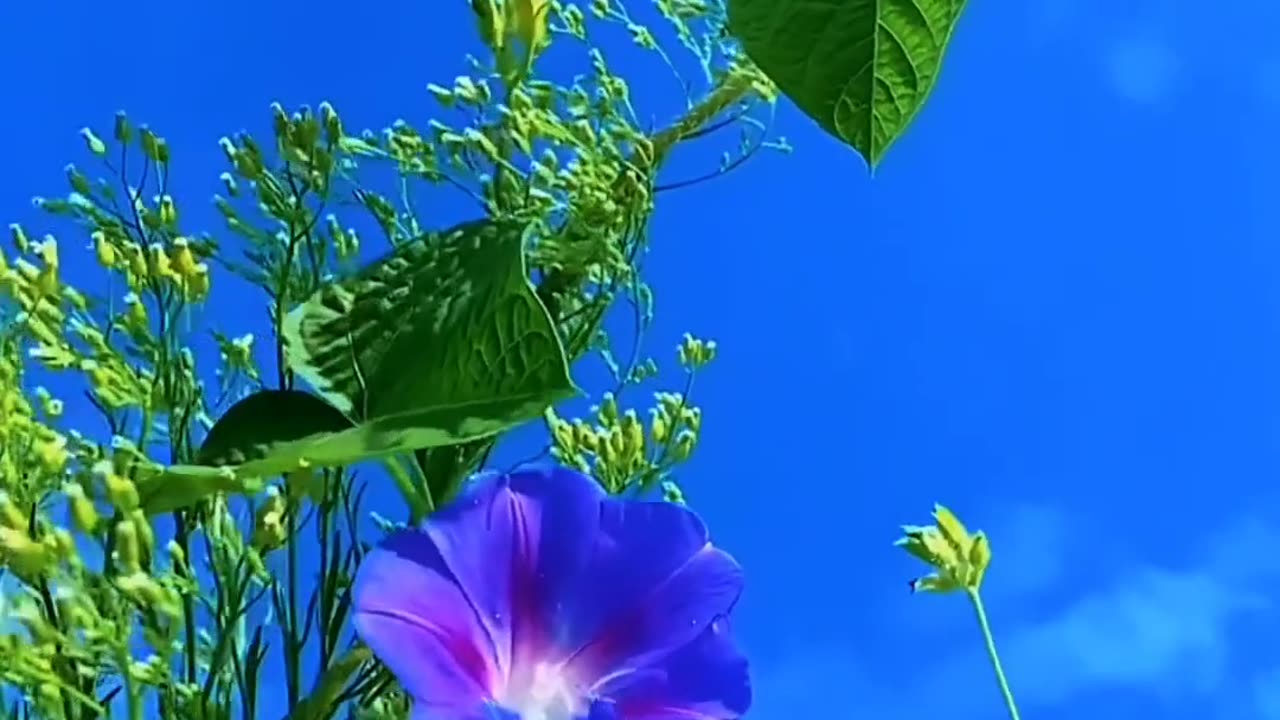 Beautiful Nature