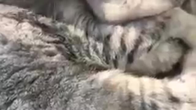 Cute Cats Funny Video Compilation