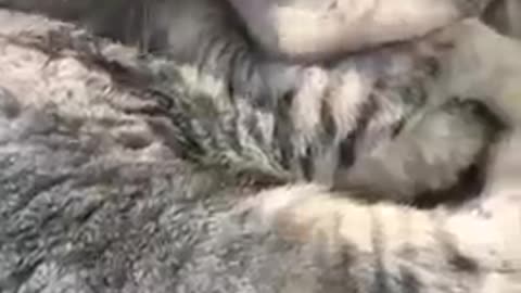 Cute Cats Funny Video Compilation