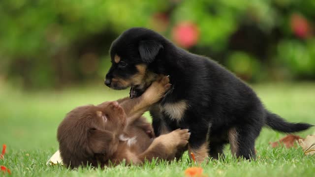 Cute Puppy Baby Dog Playing In The Green Park